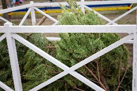 Christmas tree collection point in Kyiv