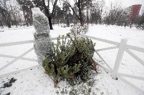 Christmas tree collection points in Kyiv