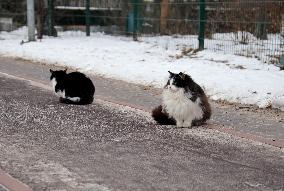 Cats in winter