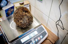 Hedgehog Shelter - Papendrecht