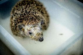 Hedgehog Shelter - Papendrecht