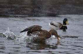 Wild ducks on Vyshenske Lake in Vinnytsia