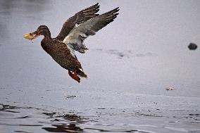 Wild ducks on Vyshenske Lake in Vinnytsia