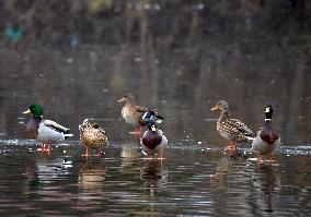 Wild ducks on Vyshenske Lake in Vinnytsia