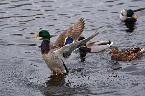 Wild ducks on Vyshenske Lake in Vinnytsia