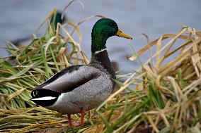 Wild ducks on Vyshenske Lake in Vinnytsia
