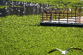 Workers Clean Water Hyacinth In The Lake - Ajmer