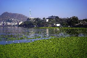 Workers Clean Water Hyacinth In The Lake - Ajmer