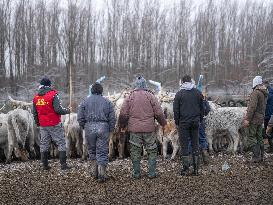 Serbian Rescue For Livestock Trapped On Island In Danube
