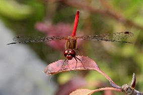 Saffron-Winged Meadowhawk Dragonfly