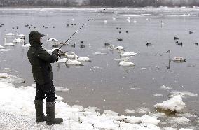 Swans on Dnipro embankment in Kyiv