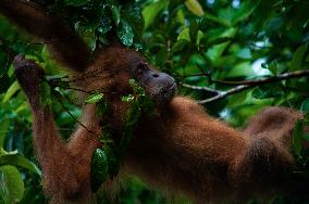 Orangutan School - Indonesia