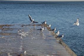 Ice-covered beach in Odesa