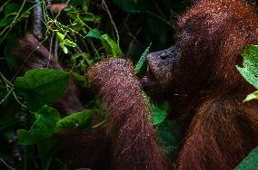 The Orangutan School In Indonesia