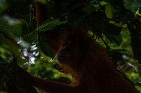 The Orangutan School In Indonesia