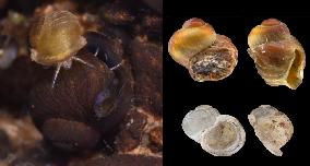 CHINA-SCIENTISTS-FRESHWATER SNAIL SPECIES-DISCOVERY (CN)