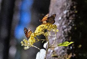 MEXICO-TEMASCALTEPEC-MONARCH BUTTERFLY