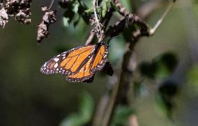 MEXICO-TEMASCALTEPEC-MONARCH BUTTERFLY