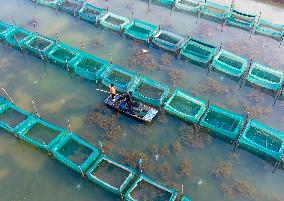 Crab Farming Industry