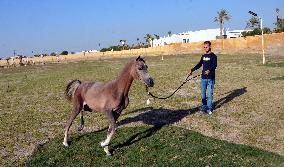 KUWAIT-AHMADI GOVERNORATE-ARABIAN HORSE