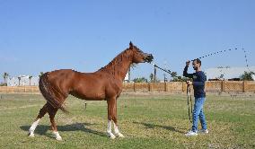 KUWAIT-AHMADI GOVERNORATE-ARABIAN HORSE