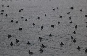 Migratory Birds Arrived In Kashmir , India