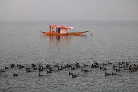 Migratory Birds Arrived In Kashmir , India