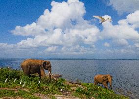 Island Elephants Amid A Crisis