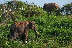 Island Elephants Amid A Crisis