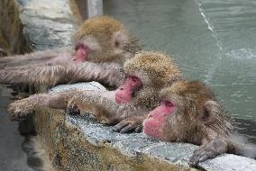 Japanese monkeys in hot spring