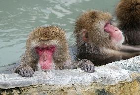 Japanese monkeys in hot spring