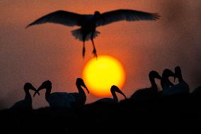 Black-headed Ibis At The Sunset