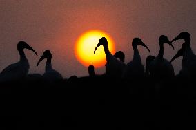 Black-headed Ibis At The Sunset