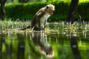 Toque Macaques In Sri Lanka
