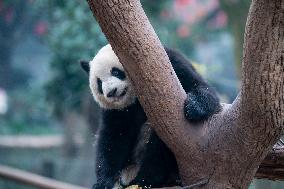 Giant Panda in Chongqing Zoo