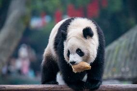 Giant Panda in Chongqing Zoo