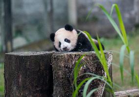 Giant Panda in Chongqing Zoo
