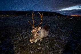Reindeer Husbandry In Tromso, Norway