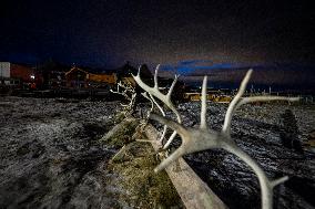 Reindeer Husbandry In Tromso, Norway