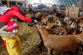 Ecological Educational Sheep Farm In Krakow, Poland
