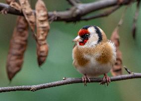European goldfinch endangered by illegal trafficking - France