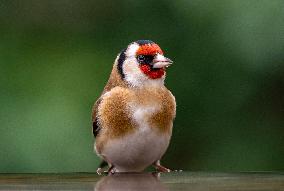 European goldfinch endangered by illegal trafficking - France