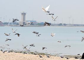 KUWAIT-KUWAIT CITY-SEASIDE-DAILY LIFE