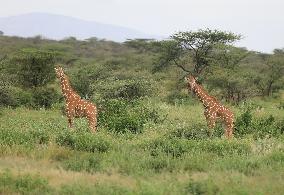 KENYA-SAMBURU-NATIONAL RESERVE