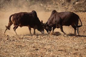 Bulls Fight During The Maghe Sangranti Festival In Nepal.