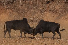 Bulls Fight During The Maghe Sangranti Festival In Nepal.