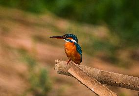 Animal India - Alcedo Atthis - Common Kingfisher