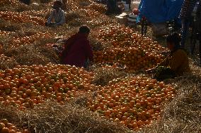 India Economy Fruit Oranges