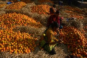 India Economy Fruit Oranges