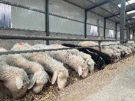 CHINA-NINGXIA-JINGYUAN-COLLECTIVE SHEEP FARM-BENEFIT (CN)